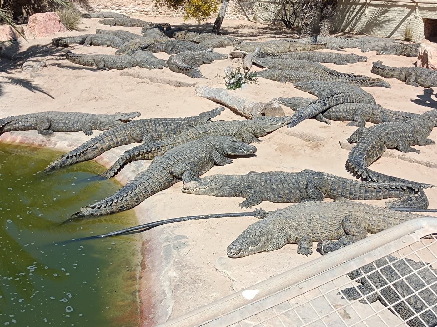 Dozens of crocodiles lying on the sand around a pool at Djerba Explore