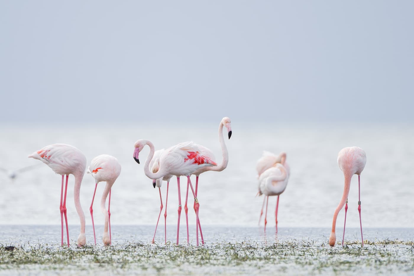 A group of pink flamingos wading in shallow water near Guellala