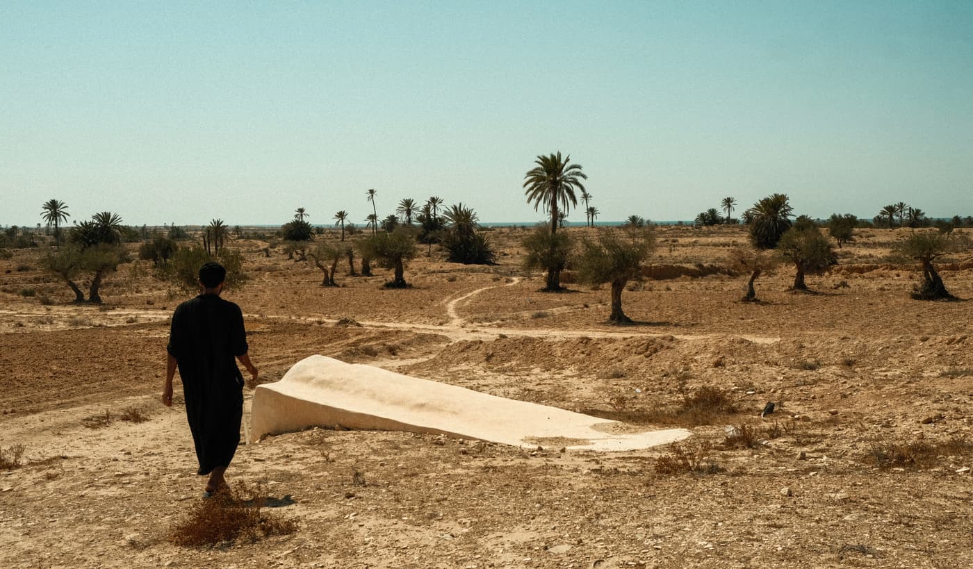 Dry countryside with olive trees and palms in the interior of Djerba