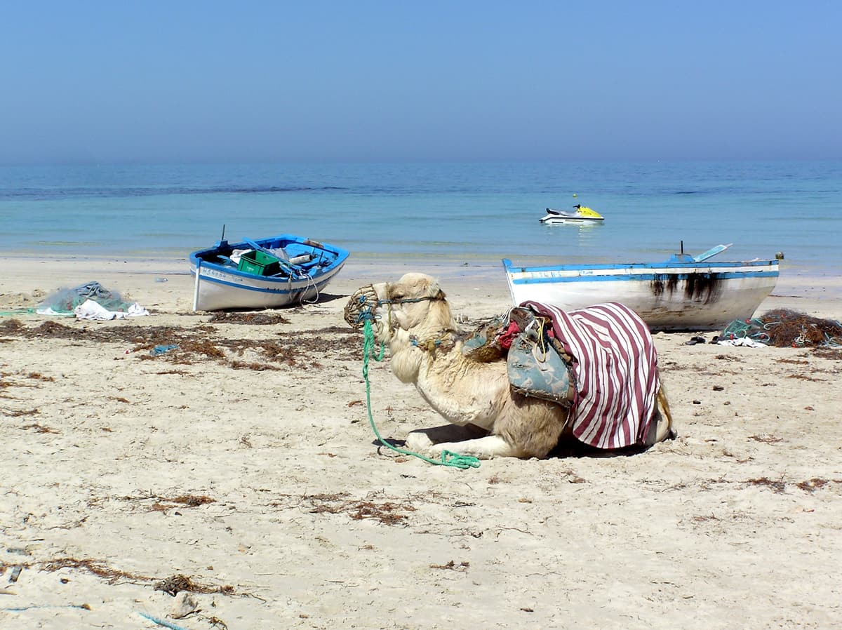 A saddled camel resting on a Djerba beach with fishing boats behind