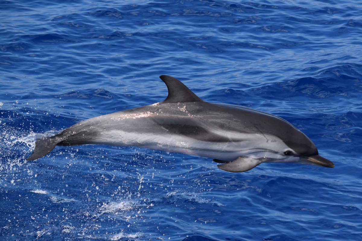 A striped dolphin leaping clear of the blue Mediterranean