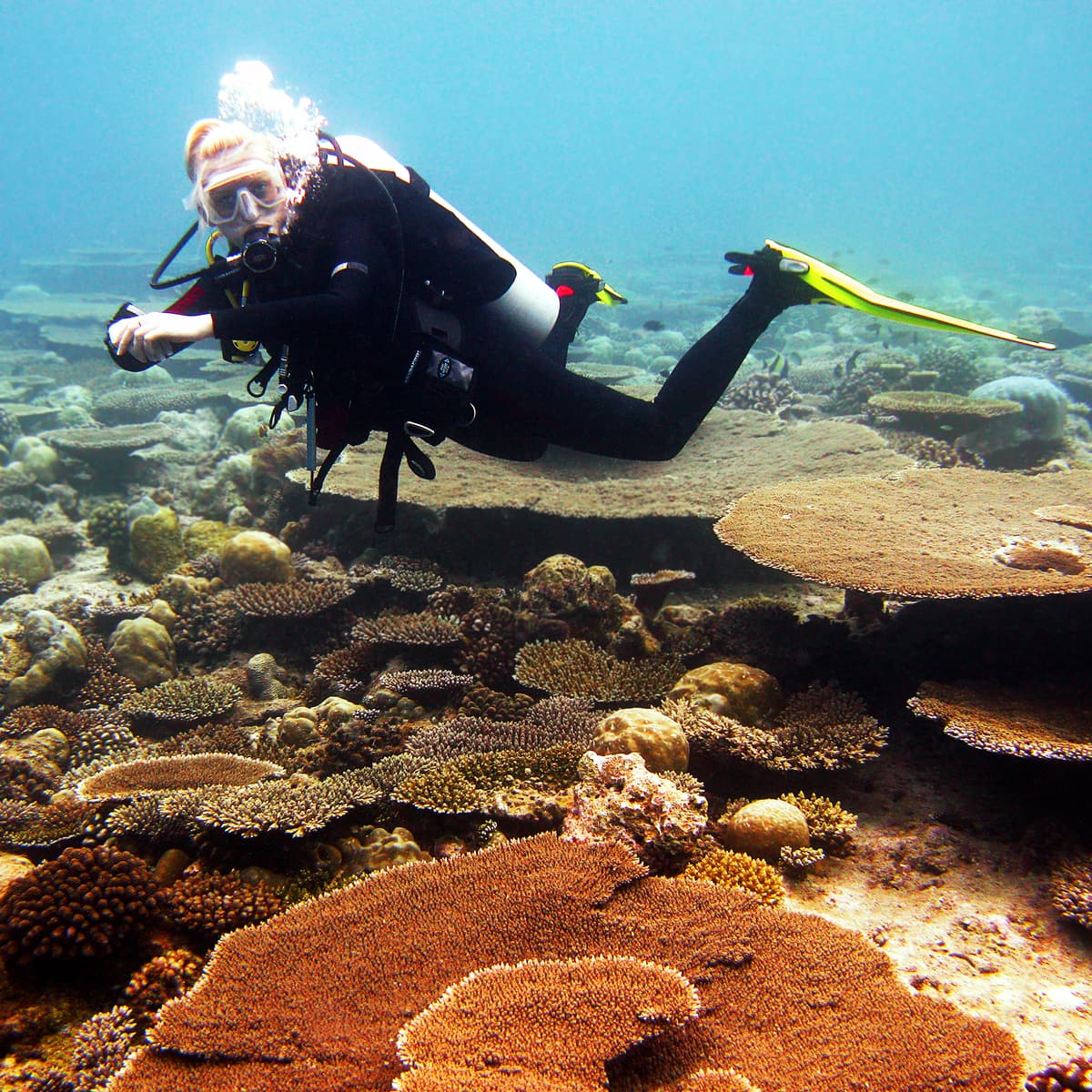 A scuba diver swimming above coral and sponges